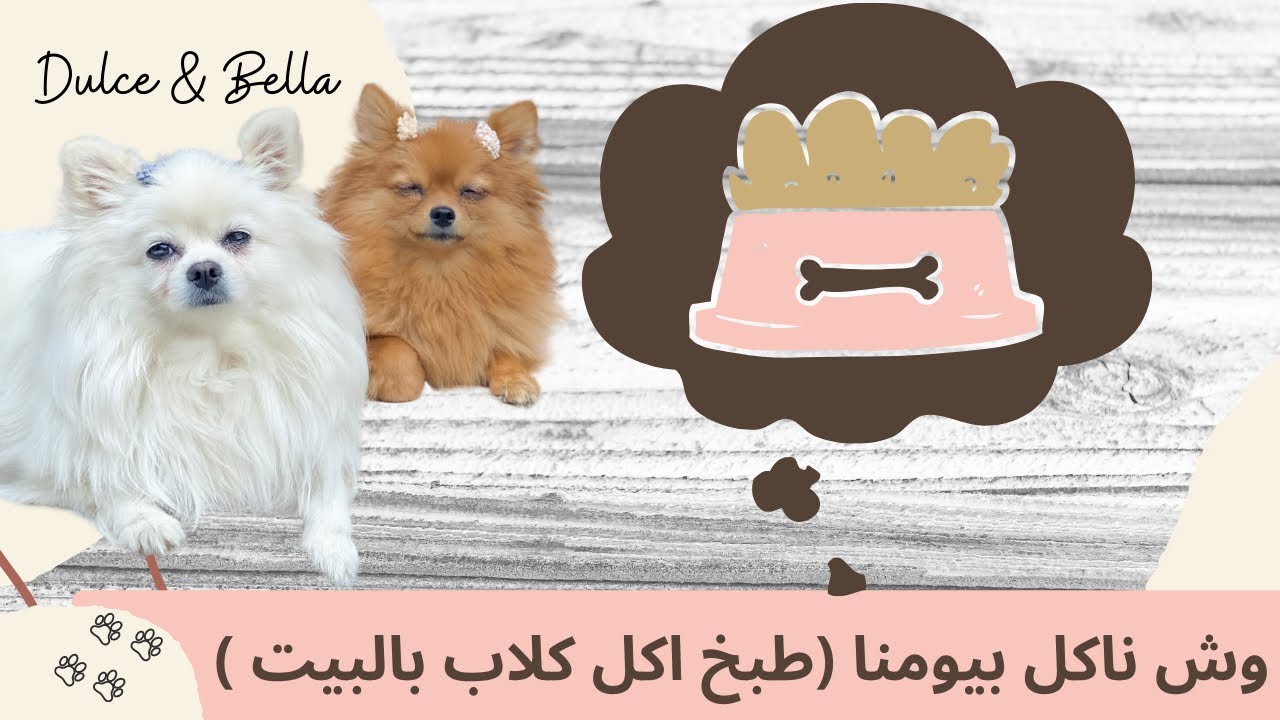 WAHT WE EAT IN A DAY Pomeranian |  تغذية الكلاب - بومرينيان