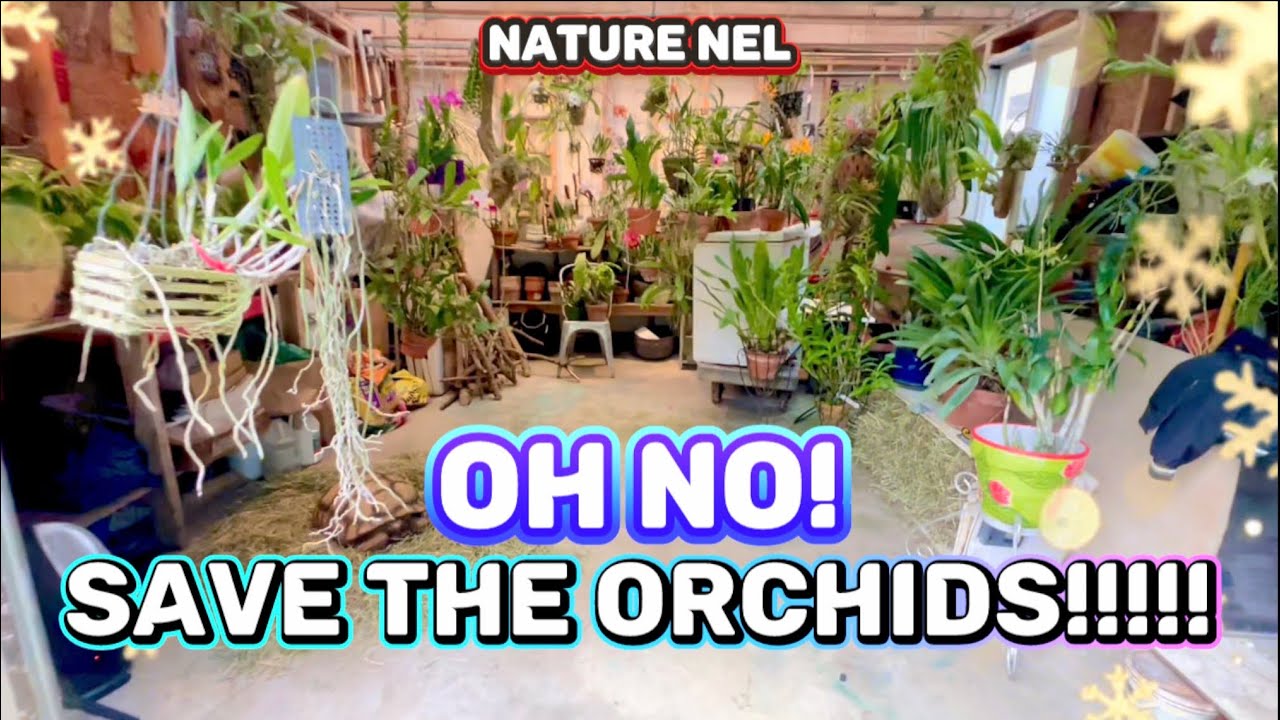 Pt. 1 Winter blast is coming! Bring your most valuable orchids inside. 