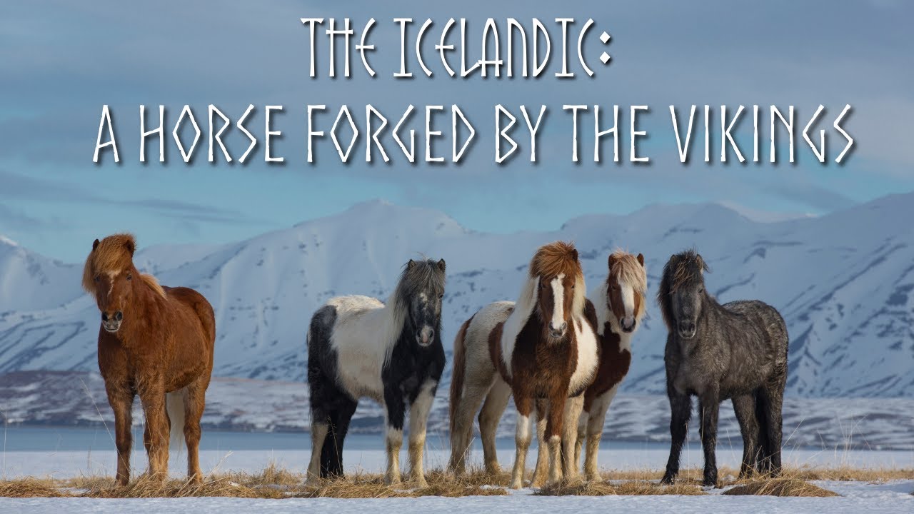 FORGED BY VIKINGS I THE ICELANDIC HORSE