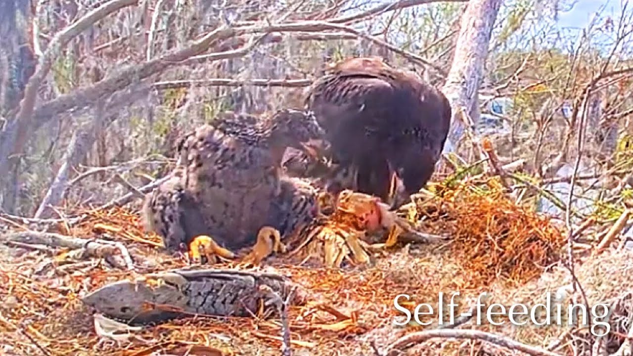 #335🦅Brutus🐥49° & Peanut🐥44°／Winter Park Eagle Nest 2026／Against All Odds:One-Eyed Mom／Wink💗Atlas