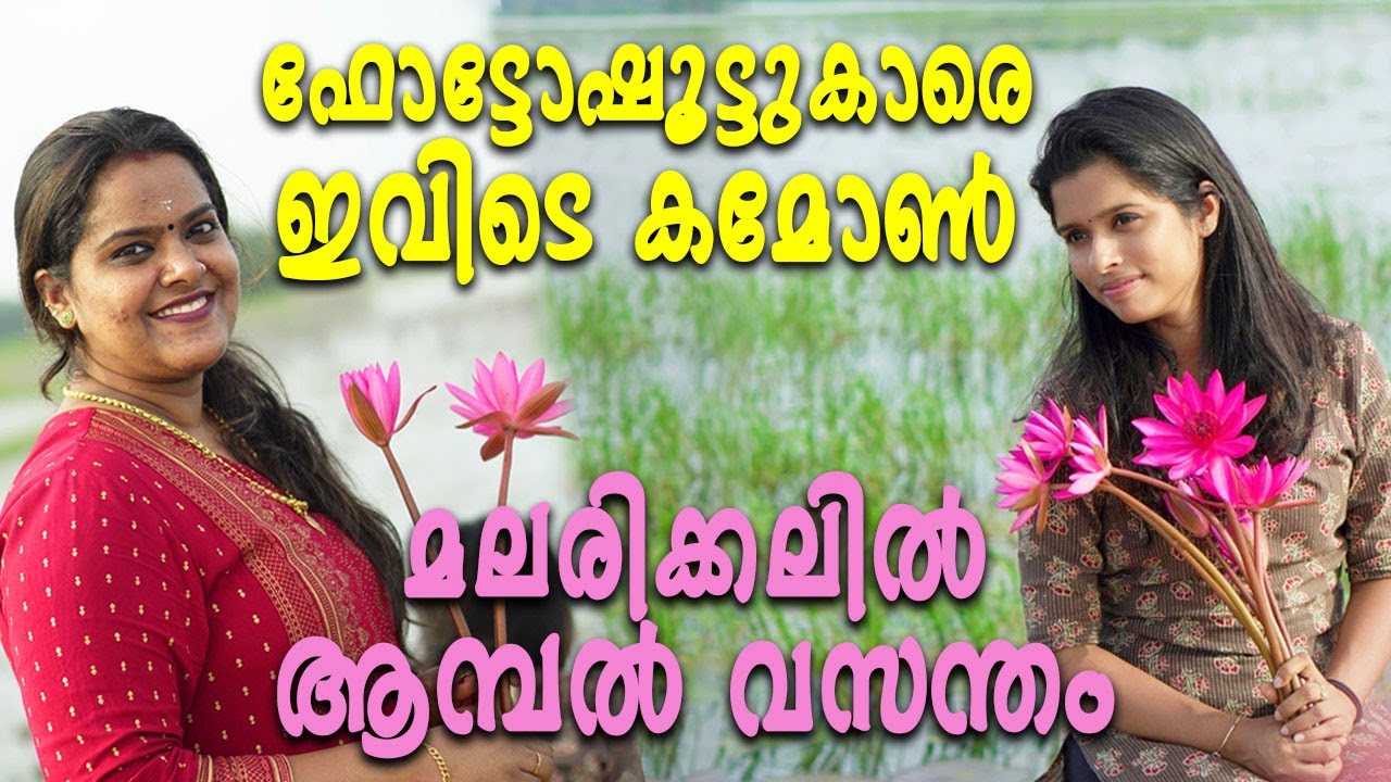 ഫോട്ടോഷൂട്ടുകാരെ ഇവിടെ കമോൺ.... മലരിക്കലിൽ ആമ്പൽ വസന്തം.....| Malarikkal Ambal Padam | Water lilies