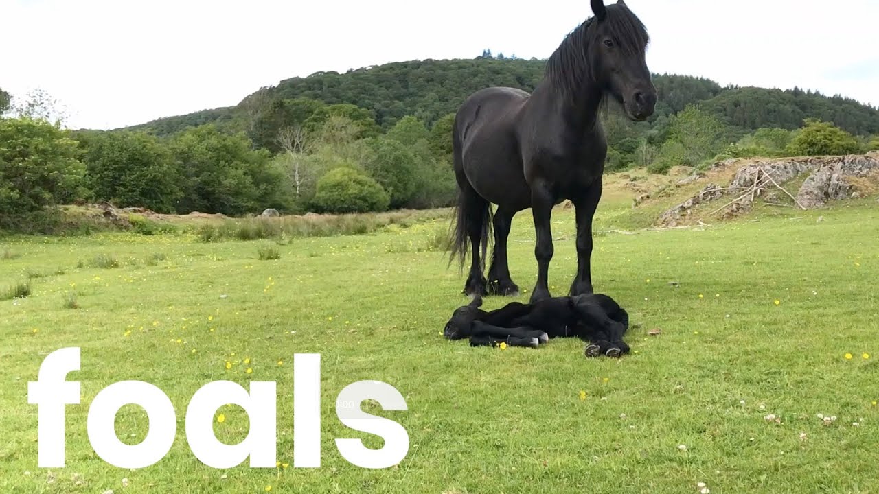 Foals