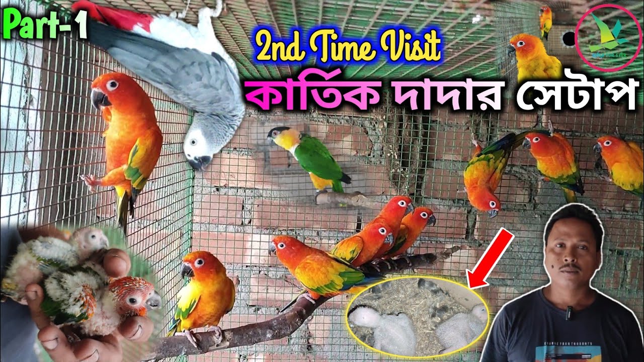 African Grey Parrot/Caique/Red Factor Sun Conure/Sun Cheek/Cockatiel Birds Breeding Setup Visit