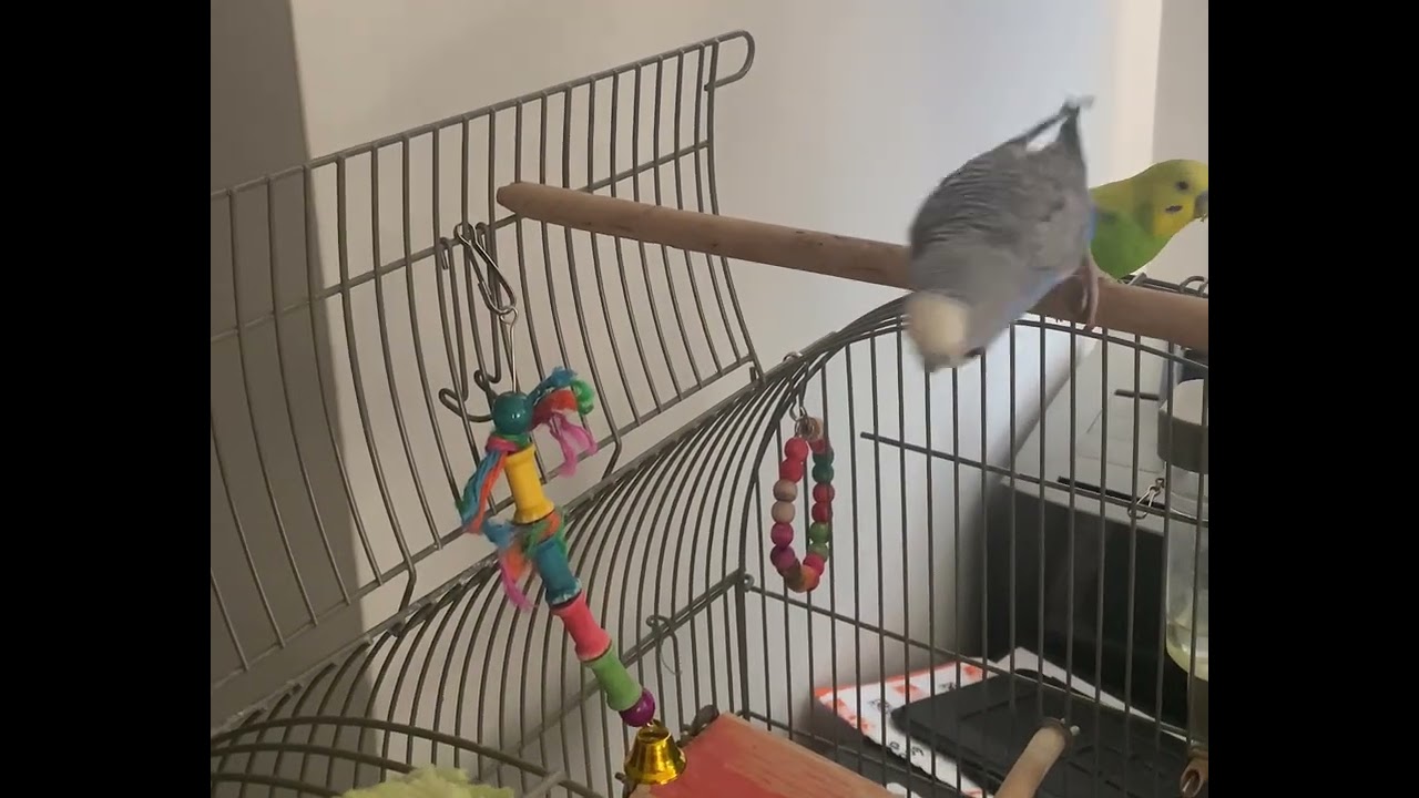 Happy Budgies Eating Their Favorite Snacks 🥕🥬 | Fun Bird Video!