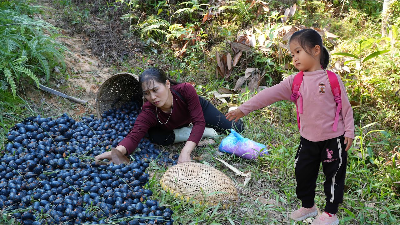 Harvesting palm fruits and making traditional palm sticky rice - Cooking with girls in the forest