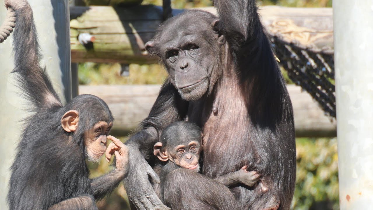 シジミとサクラとハヤテ　多摩動物公園　チンパンジー　202602