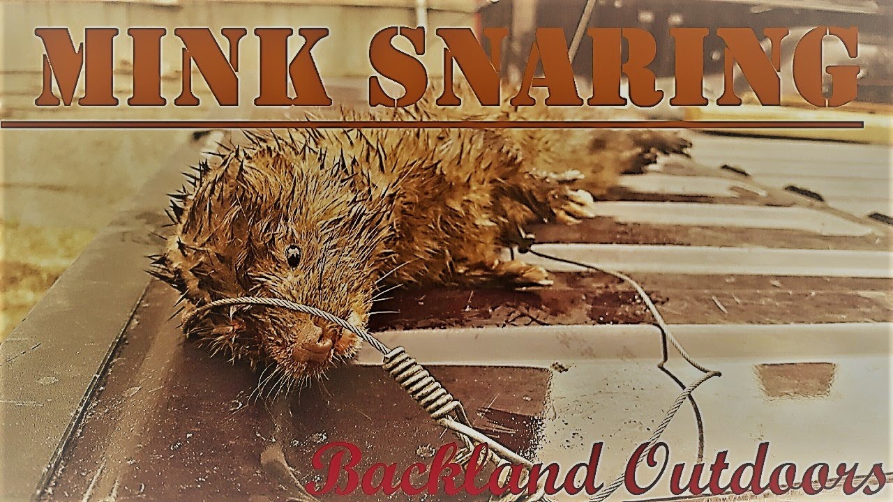 Mink Trapping 101