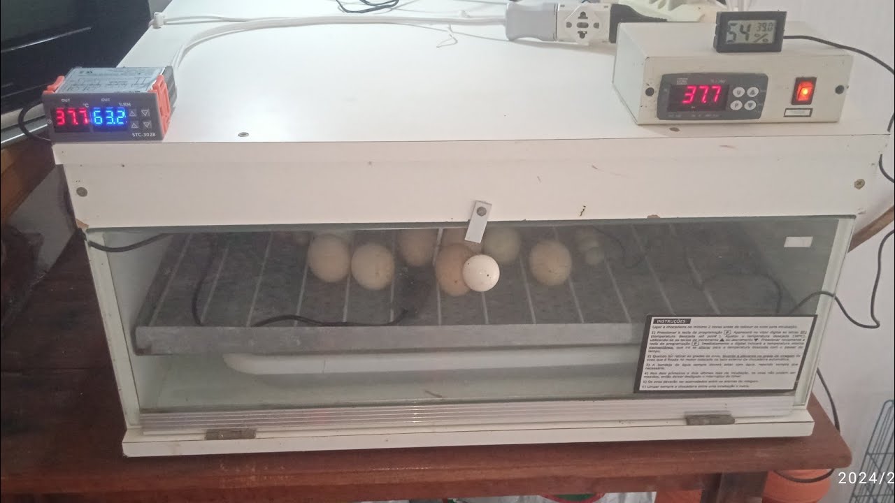 Coloquei um termo higrômetro na minha chocadeira