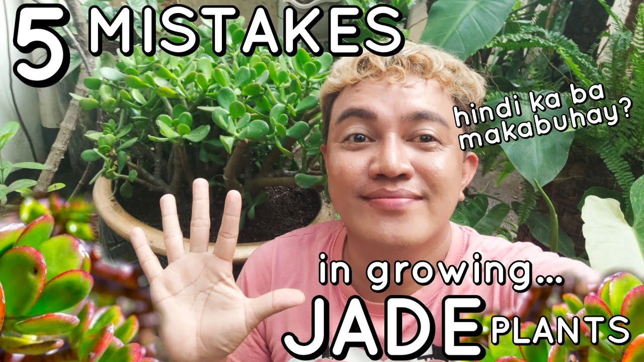 5 MISTAKES IN GROWING JADE PLANTS | LOW LAND CARE TIPS FOR LUCKY MONEY PLANTS