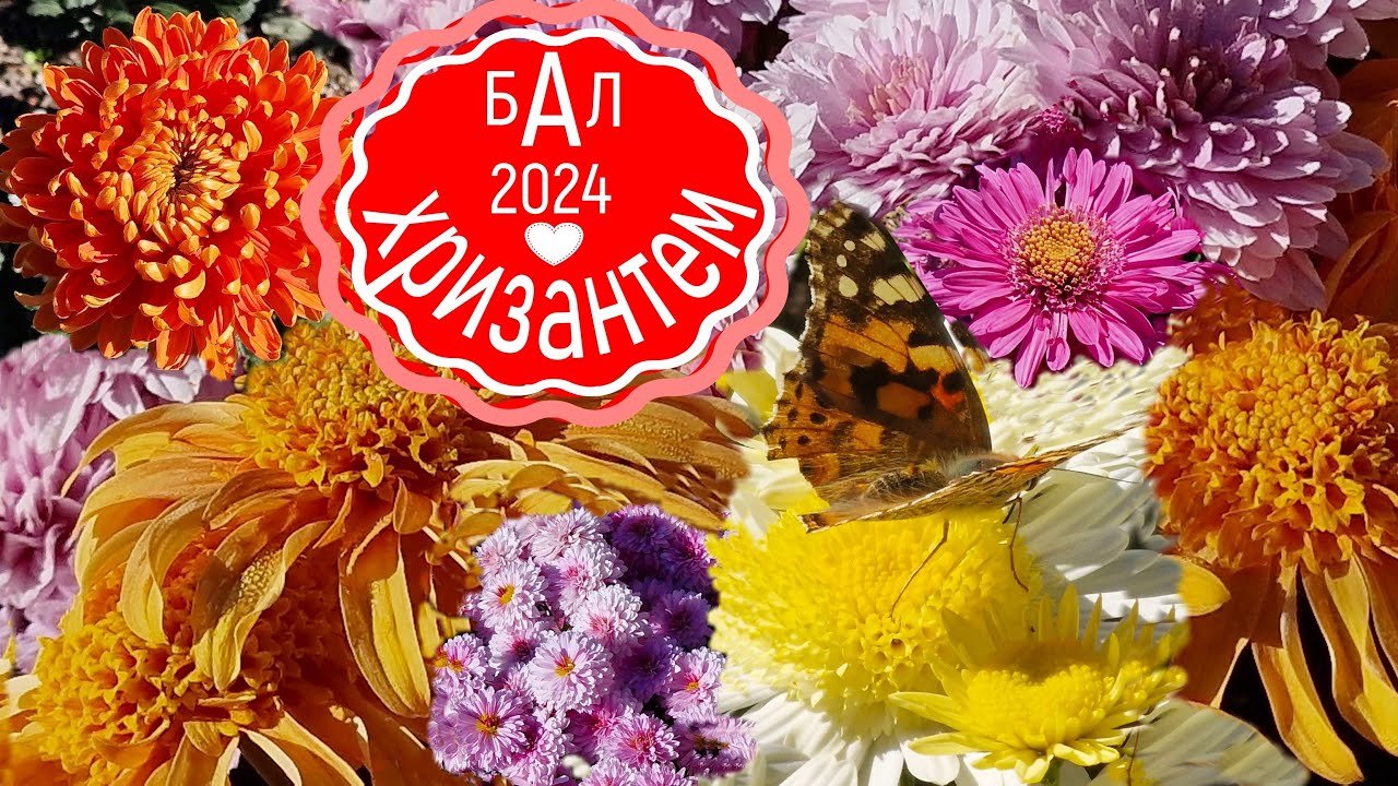 Крым. Бал хризантем 2024. Эликсир здоровья и молодости. Королева осени
