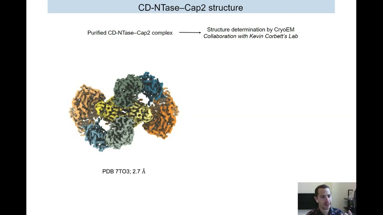 cGas Like Enzymes in Bacterial Immunity