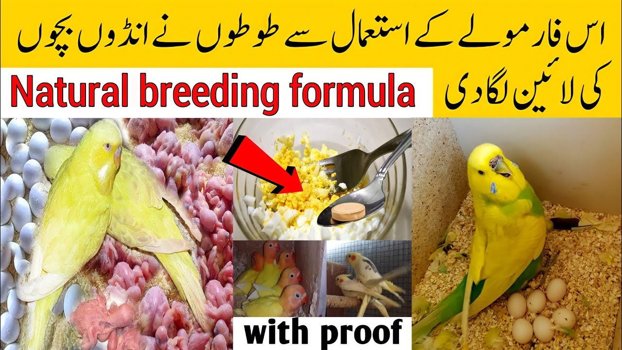 Birds best natural breeding formula | Breeding Formula for budgies, lovebirds,cocktail etc