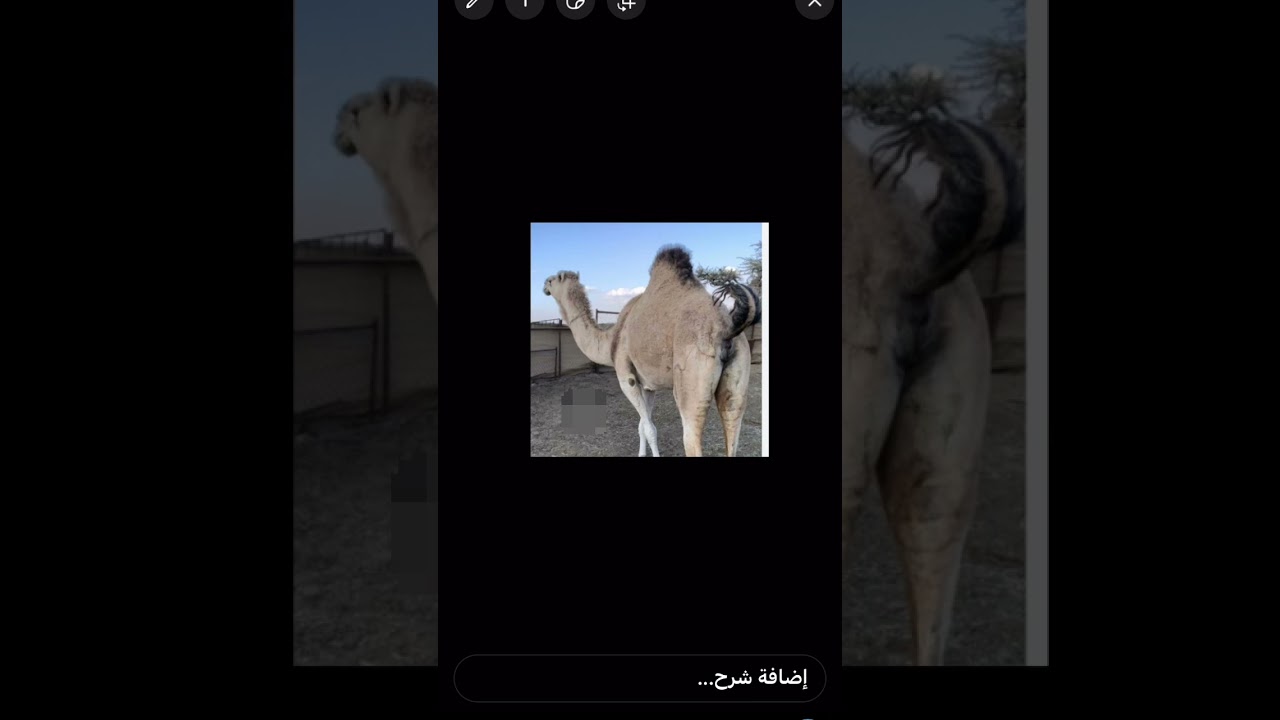 علامات العشار على الناقة