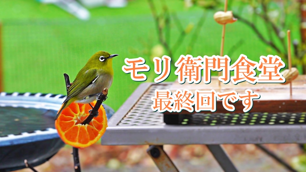 モリ衛門食堂 最終回です #ヤマガラ#メジロ#シジュウカラ#スズメ