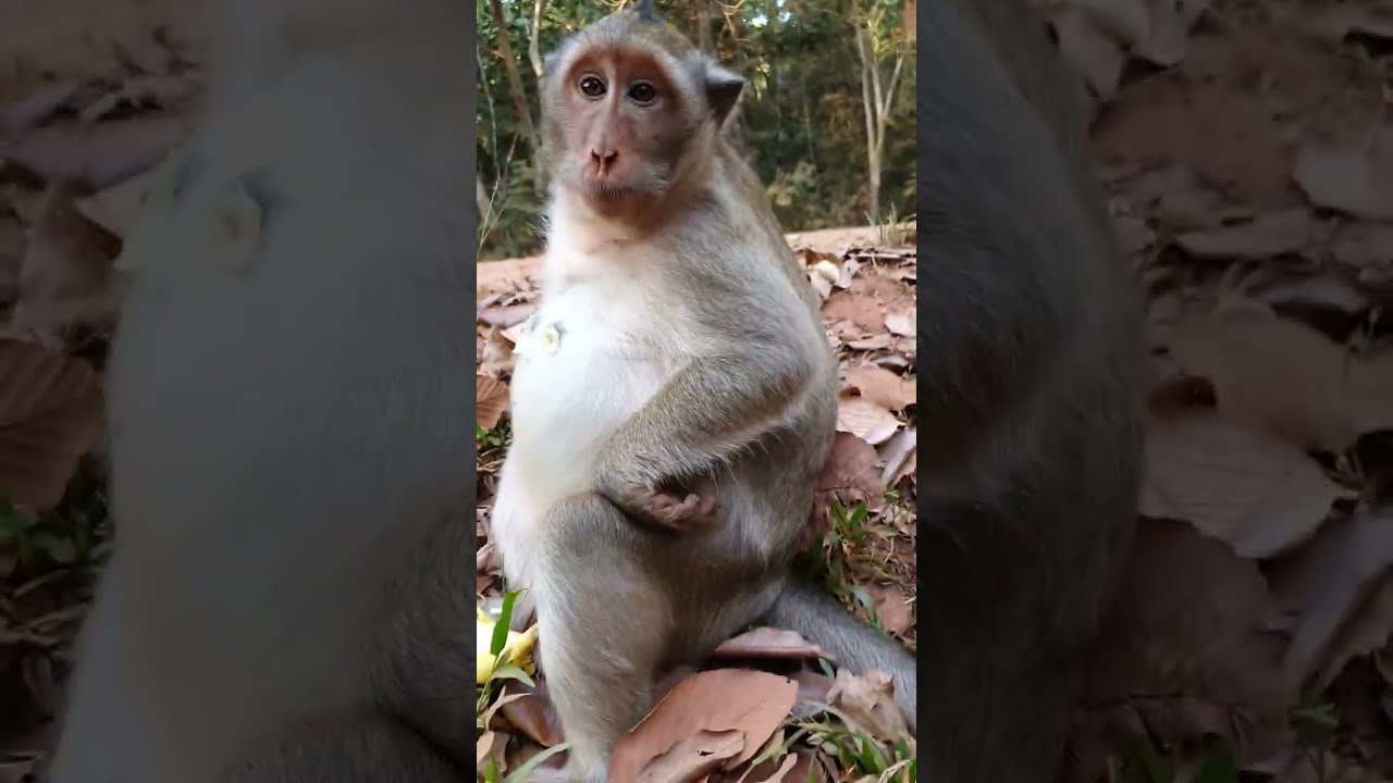 Monkey Grab In Cambodia Good All Monkeys In Khmer #150