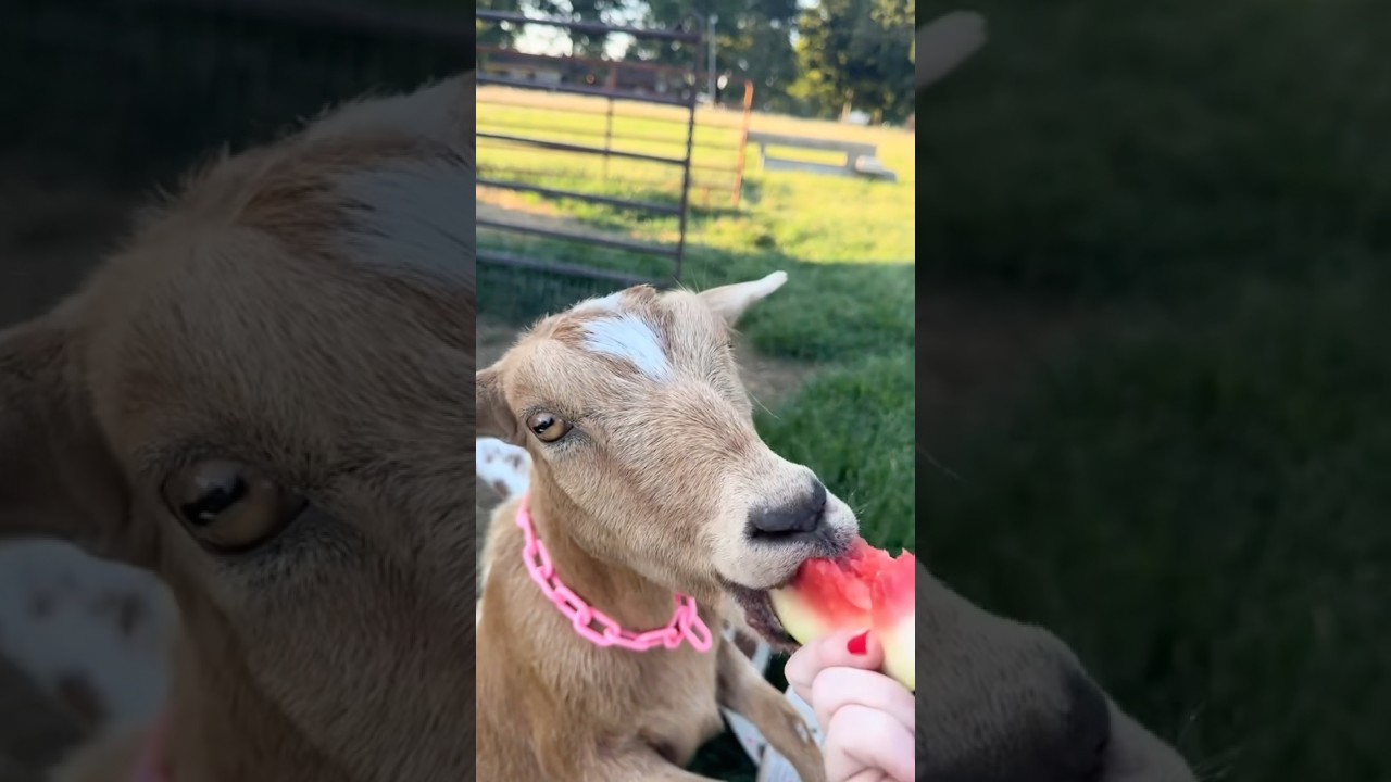 #asmr #farm #farmasmr #farming #feed #feeding #feedingroutine #goatfarm #goat #goats