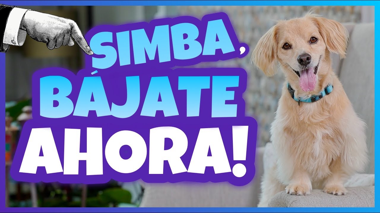 Daniel El Travieso - Simba Se Metió En Problemas.