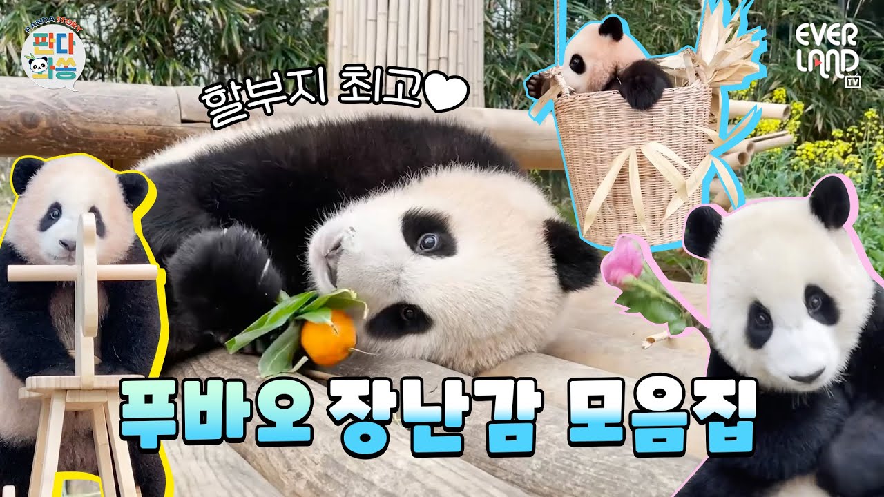 [ENG] 아기 푸바오의 최애 장난감은 과연?!│#판다와쏭 #111
