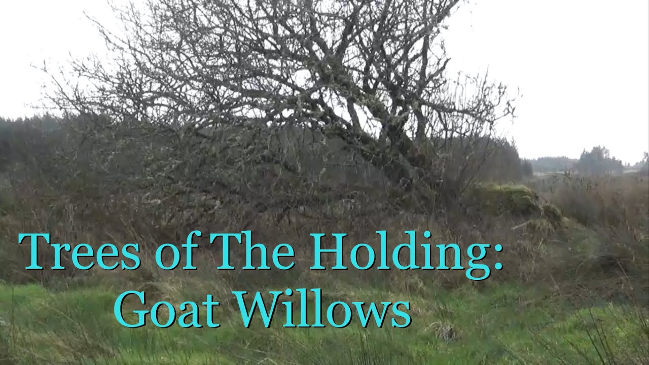 Trees of The Holding: Goat Willows