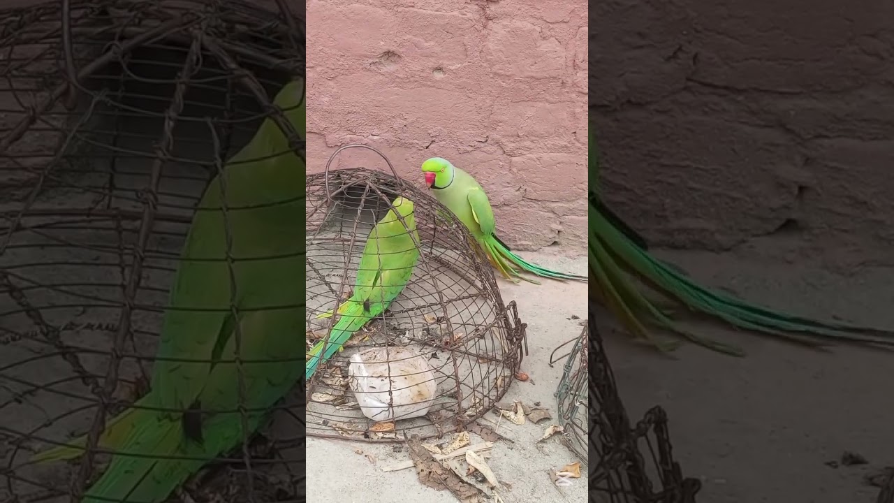 میرے طوطوں کی اڑان دیکھیں اور مستی بھی #parrot #talkingparot #birds #nonstoptalkingparrot #viralvide