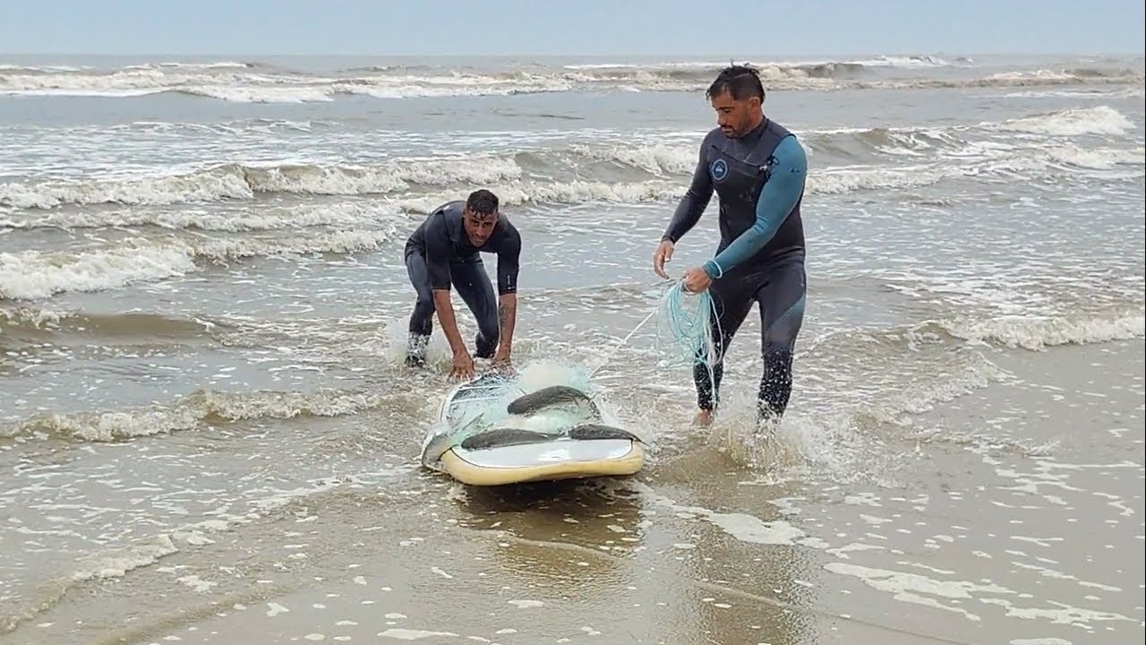 Pescas de tarrafas, 08-05-25, Praia de Tramandaí, muitas tainhas. #pescadetarrafas #tramandaí #fish