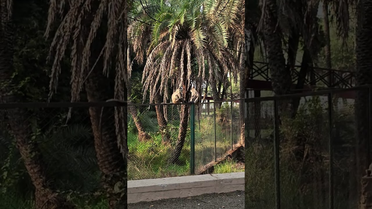 @animal planet  @FunnyMonkeyVideos1 Most camera friendly monkey in van vihar Bhopal 