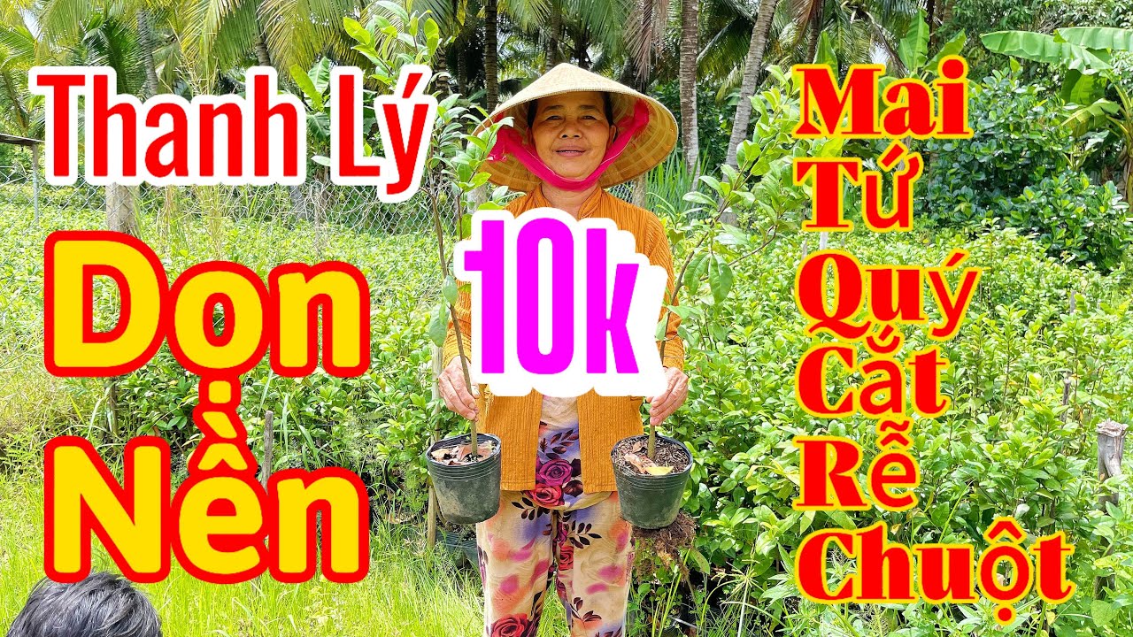 24/8 mợ 7 0939007571 thanh lý mai tứ quý cắt rễ rẻ rề chỉ 10k 1 cây.ai có nhu cầu ủng hộ dùm mợ