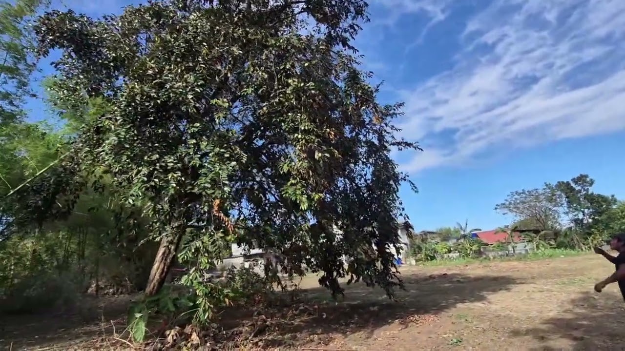 himbabao