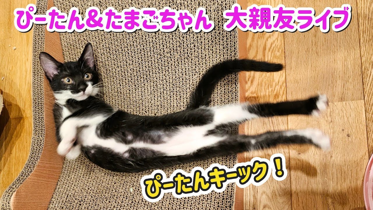 🔴【にこりら】ぴーたん&たまご&乳飲み子ライブ🍼