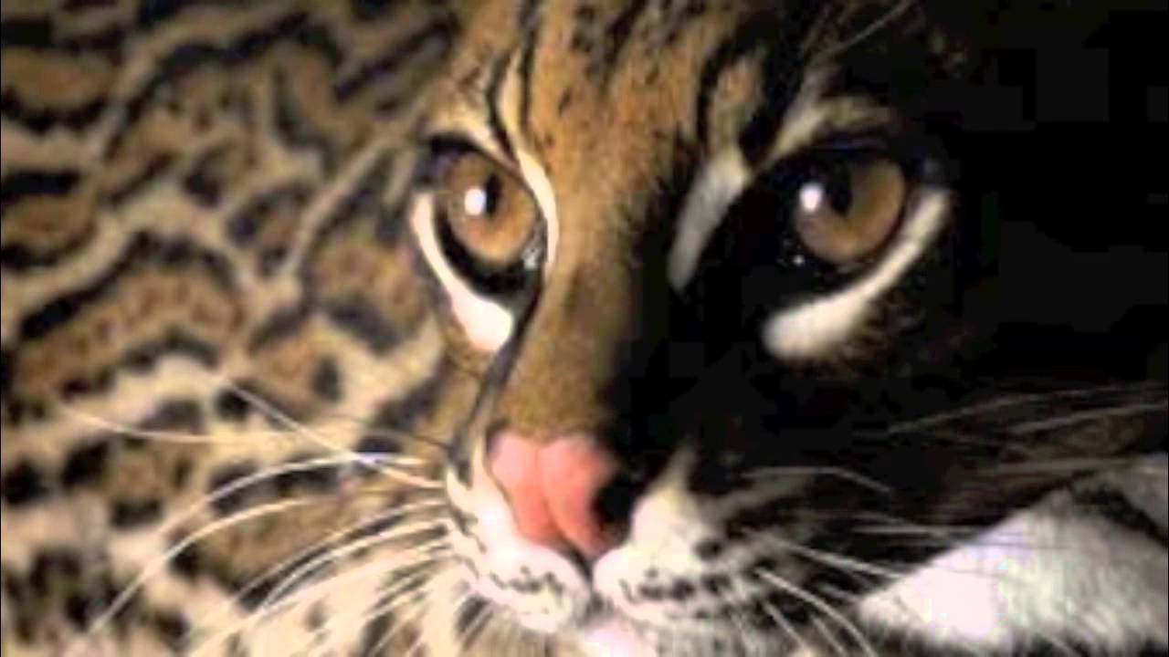 Caitlin T. People's Trust for Endangered Species