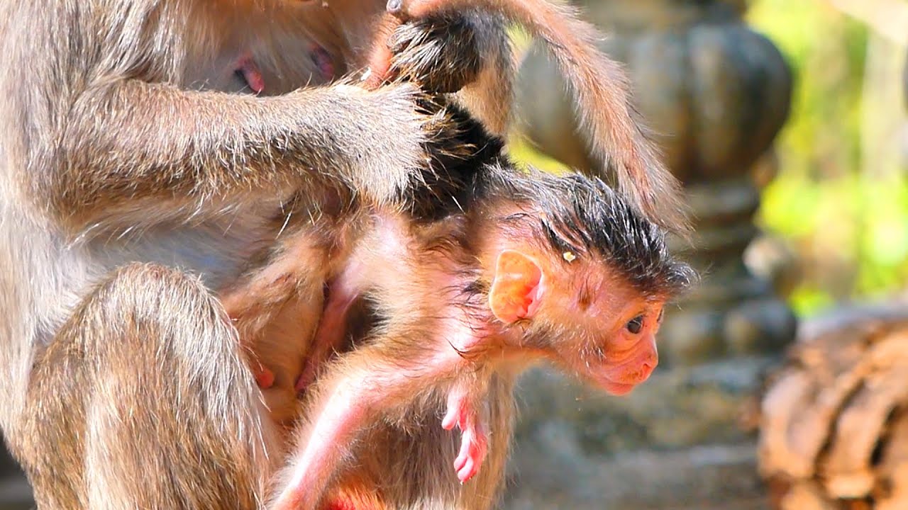 Learning from Nature — How a Young Mother Monkey Cares for Her New Baby 🐒📚.