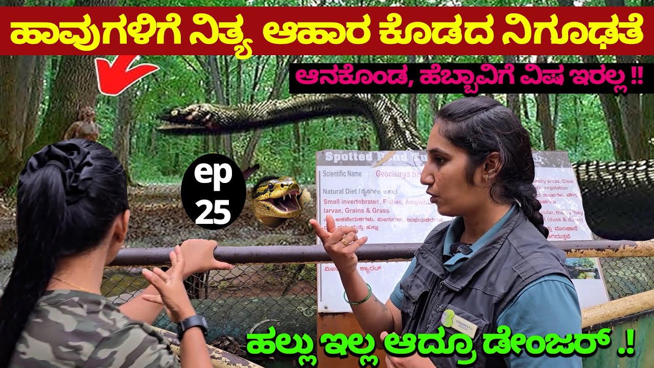 ಹಾವಿಗೆ ನಿತ್ಯ ಆಹಾರ ಕೊಡದ ನಿಗೂಢತೆ..! ಆನಕೊಂಡ, ಹೆಬ್ಬಾವಿಗೆ ವಿಷ ಇರಲ್ಲ -Nandini KL- BANNERGHATTA ZOO TOUR-25