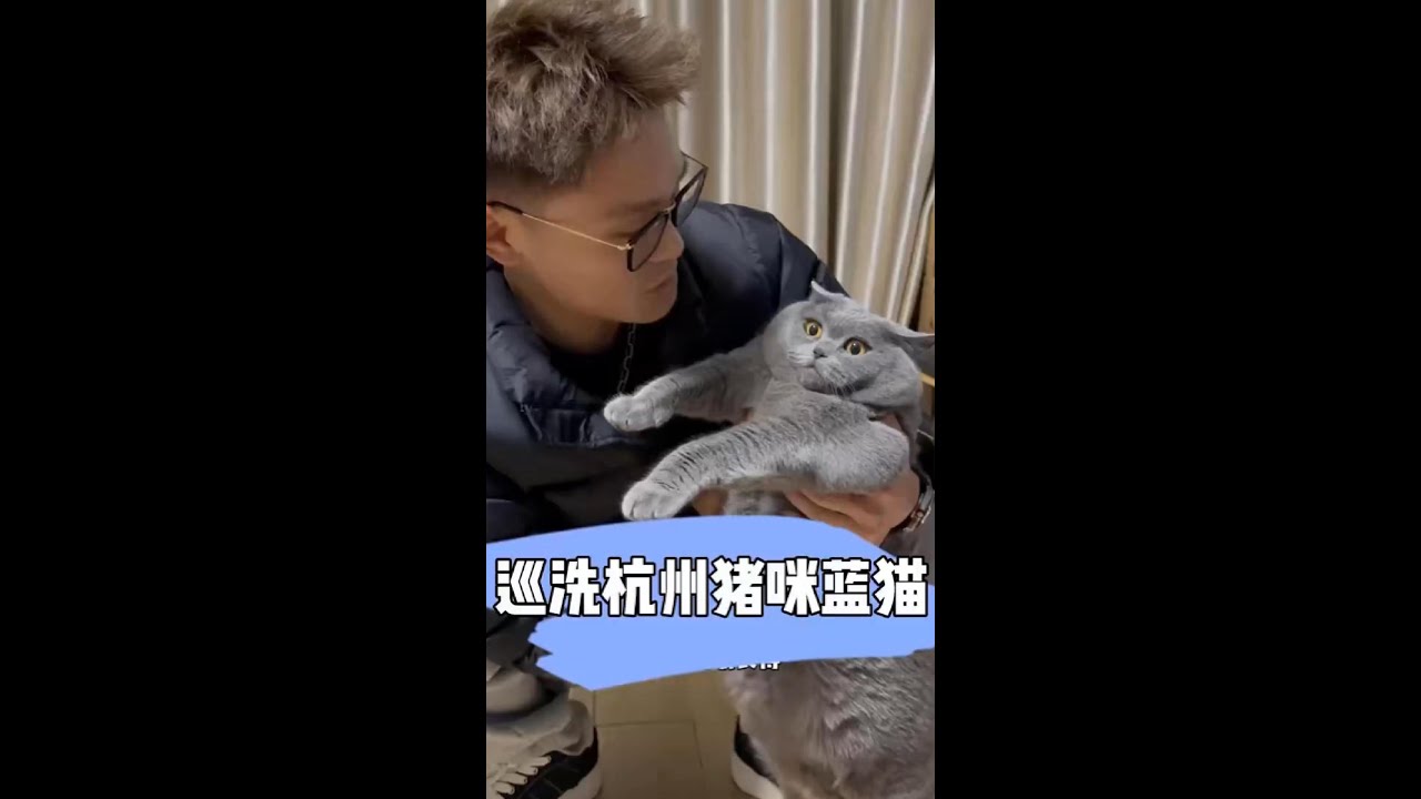巡洗杭州猪味蓝猫
