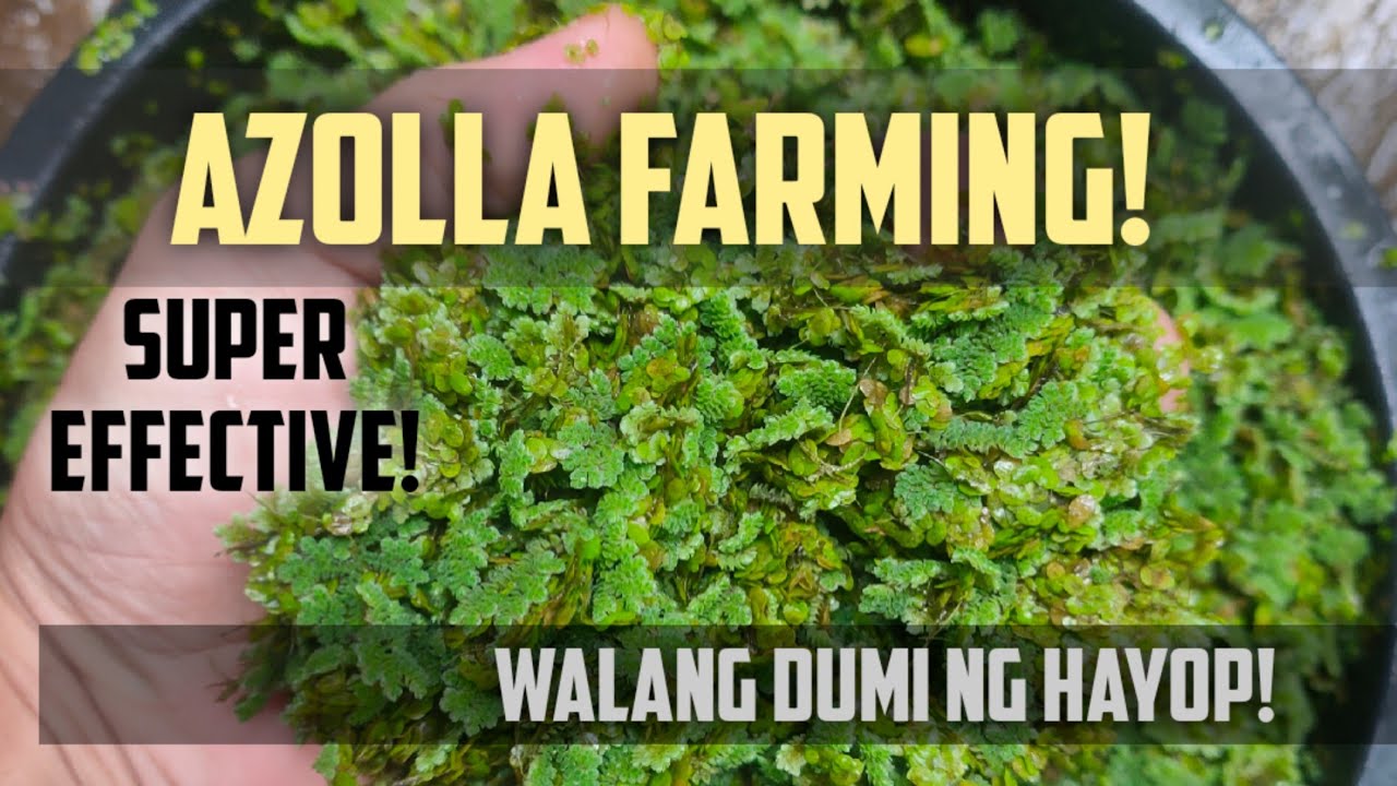 Paano Magparami ng Azolla ng Walang Dumi ng hayop?