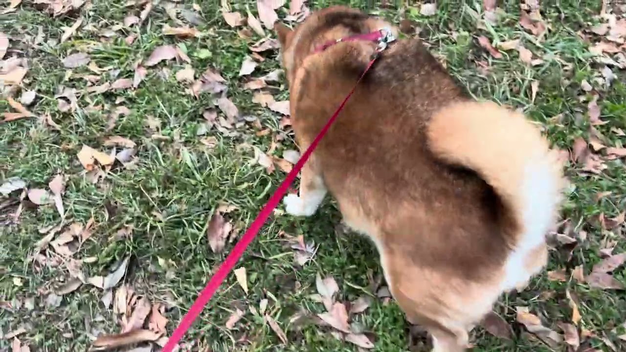 衝撃⁉もなんもなし！公園昼散歩💛