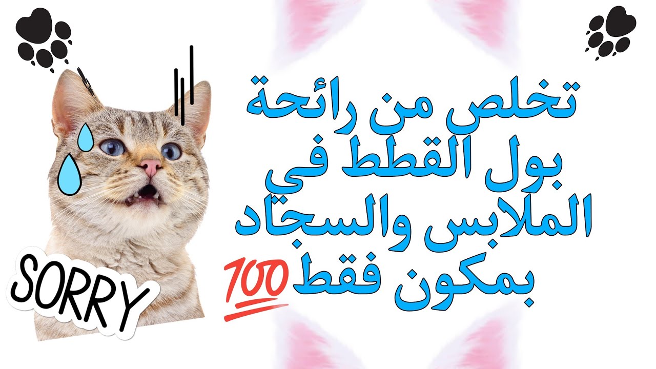 طريقة غسل بول القطط من الملابس والسجاد والكنبة👌 اختفاء الرائحة بشكل نهائي💯