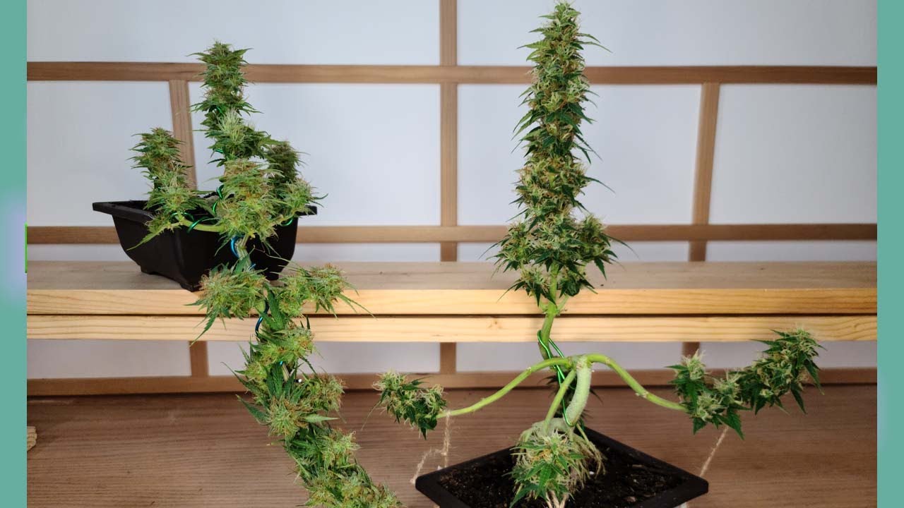 AutoFlower Cannabsonai