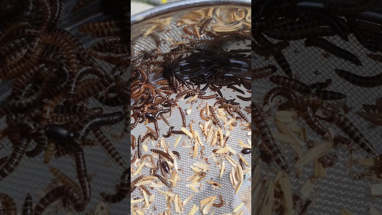 Altlık B&ouml;ceği Alphitobius diaperinus Lesser mealworm beetle