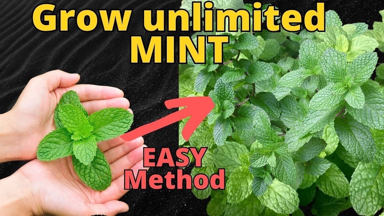 HOW TO Grow MINT at Home from Cuttings (2 EASY Methods)