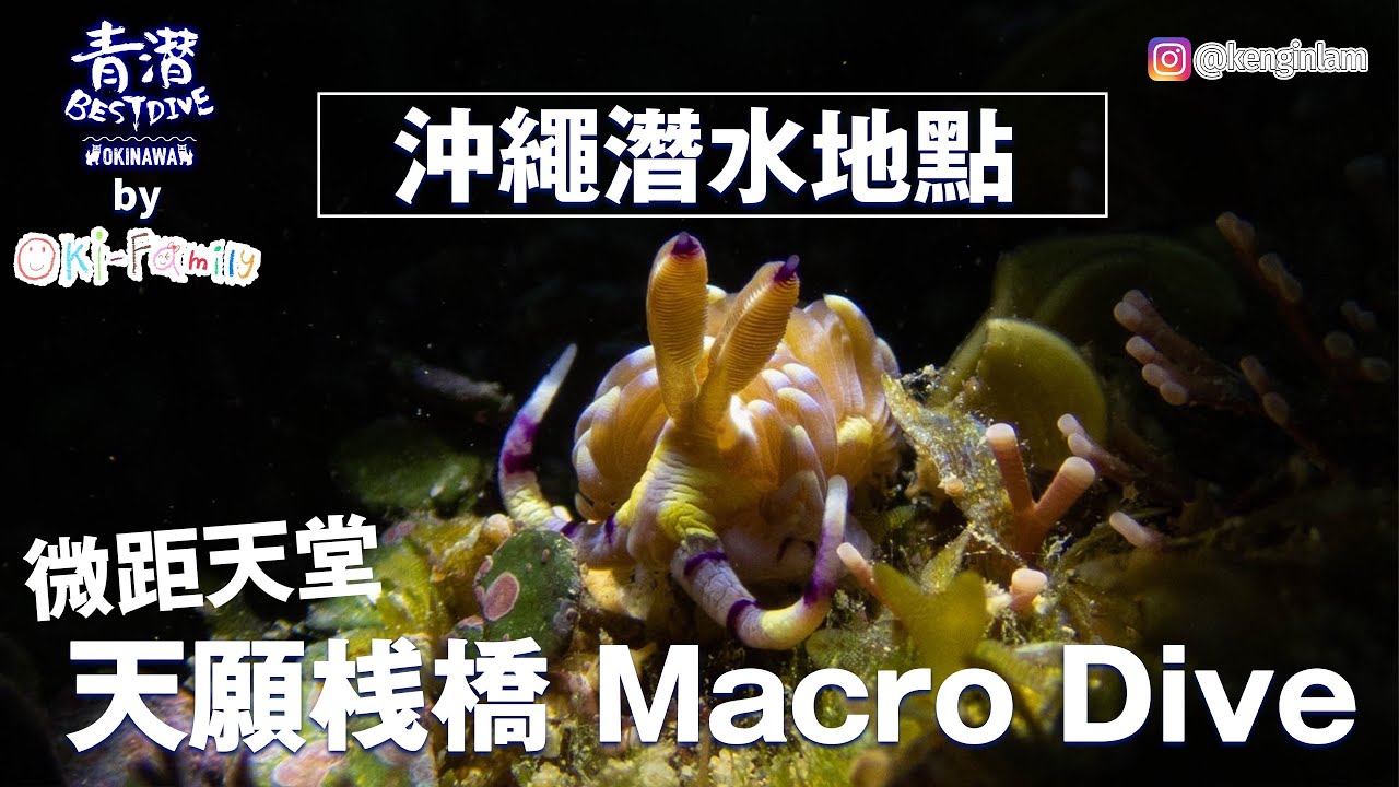 【#沖繩潛點 Okinawa Dive Site】#天願棧橋 #TenganPier Macro Dive Site #微距攝影天堂  #微距天堂 #Macrodive