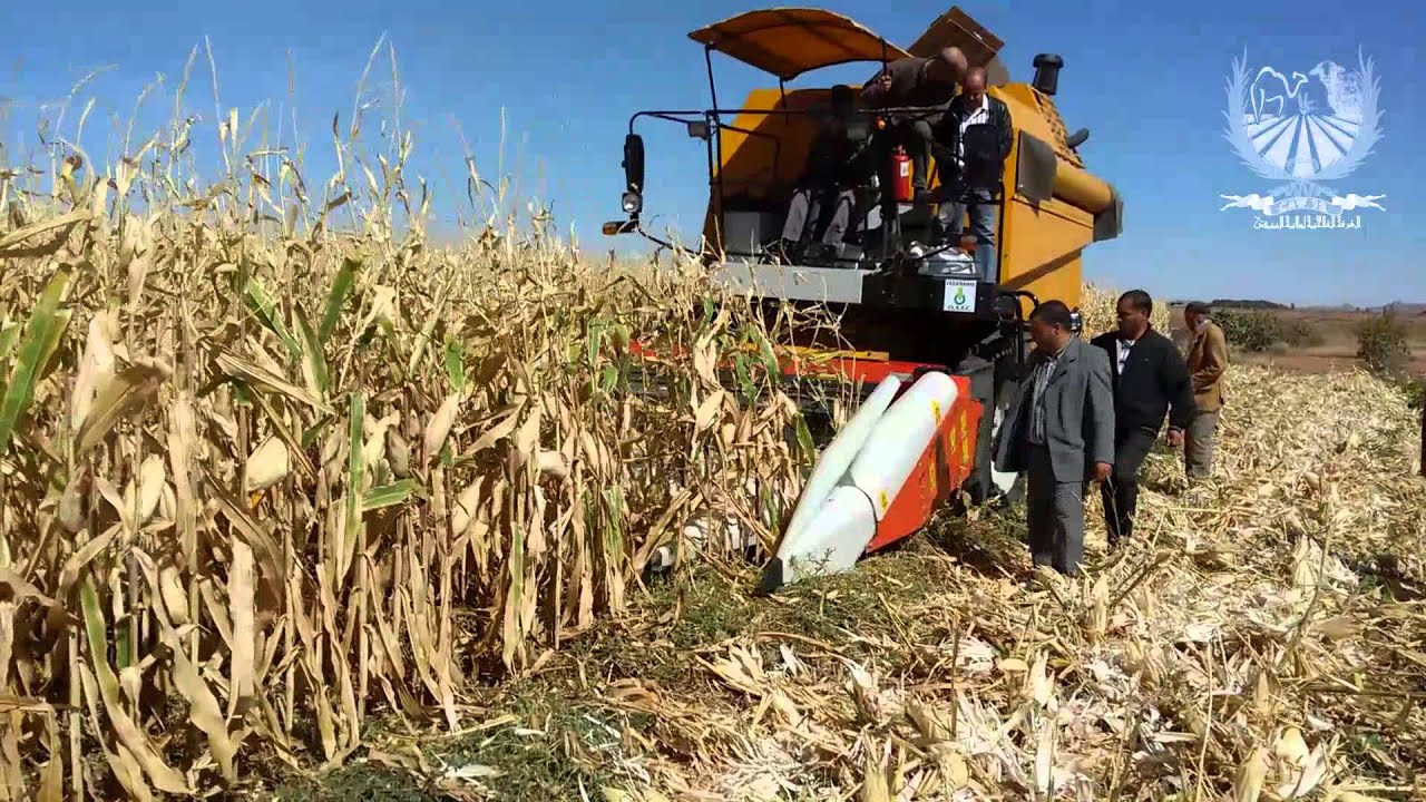 حصاد الذرة بولاية البيَّض - La récolte du maïs