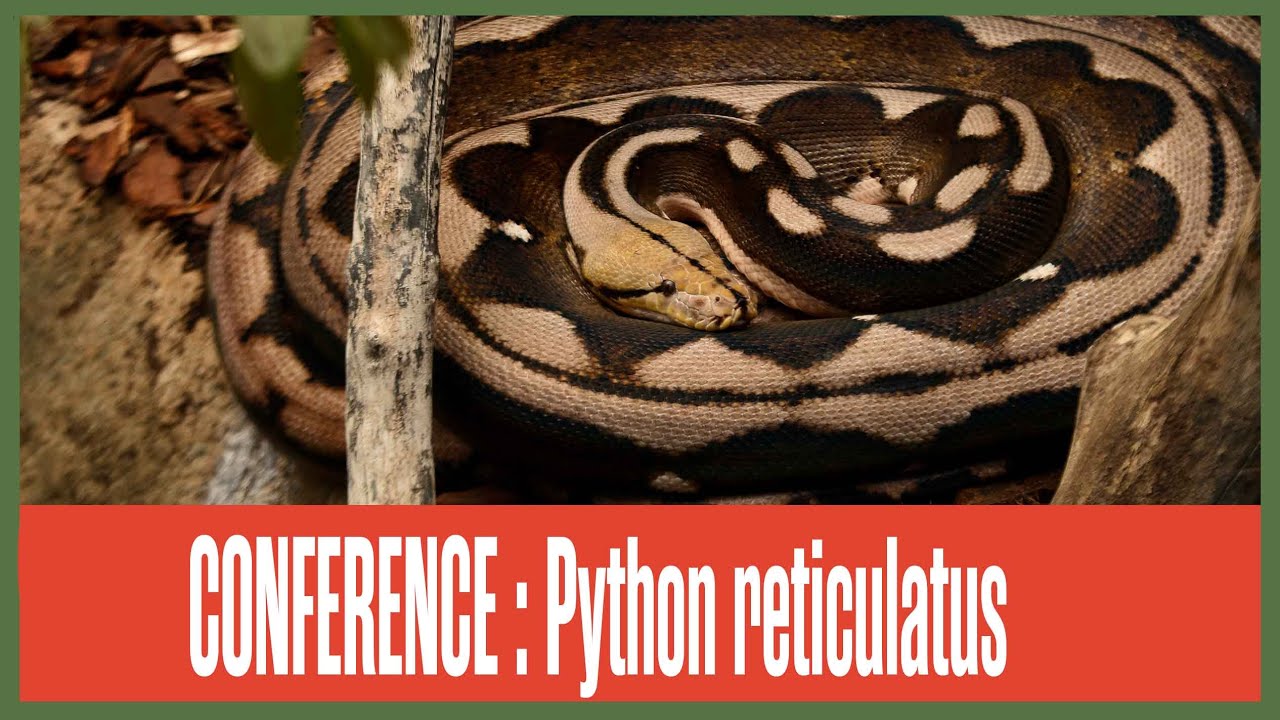 Conférence Python réticulé par Gilles Schwoerer