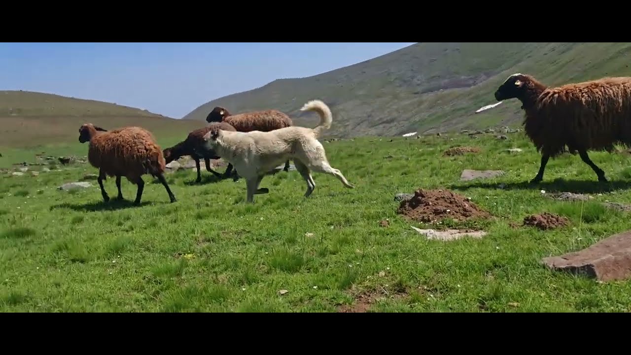 IĞDIR İLE AĞRI SINIRINA GİTİM.