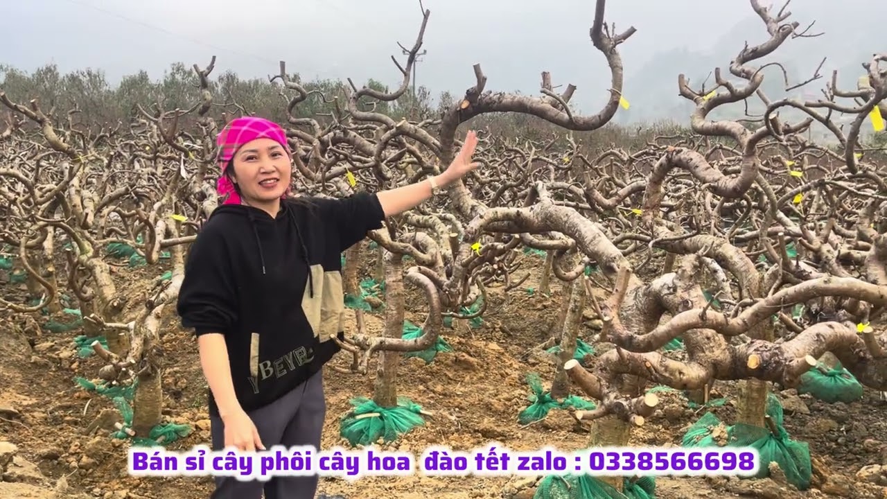 Đào phôi chuẩn bị trồng cho năm mới