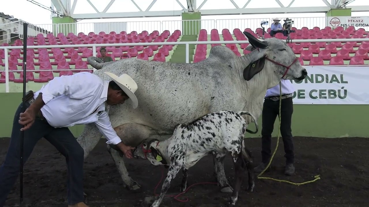 ¿EN SARDO NEGRO Y SARDO NEGRO MOCHO, LA TALLA DEBE SER GRANDE O MEDIANA?; RANCHO 
