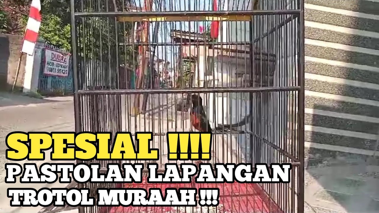 READYYY !!! STOK ABIS BONGKARAN TRAH REGIONAL