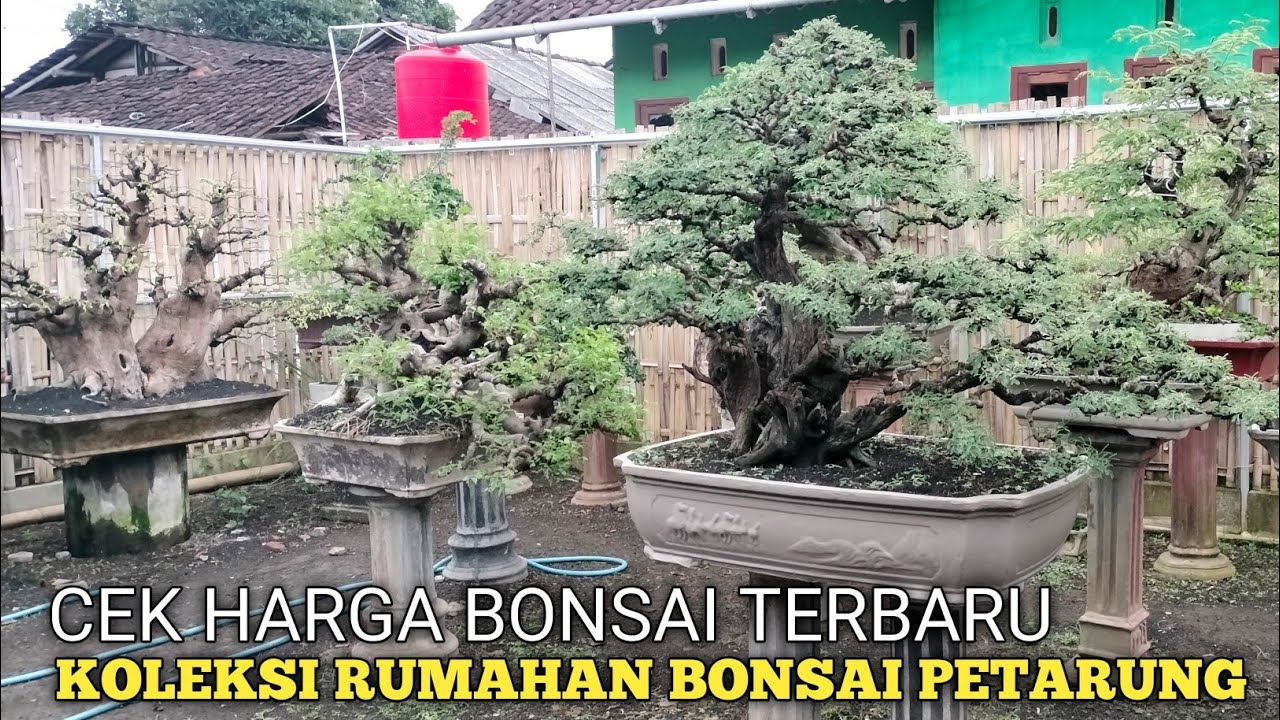 CEK HARGA BONSAI KELAS PETARUNG SEMUA!! KOLEKSI RUMAHAN AY BONSAI JEMBER HARGA REKOMENDASI