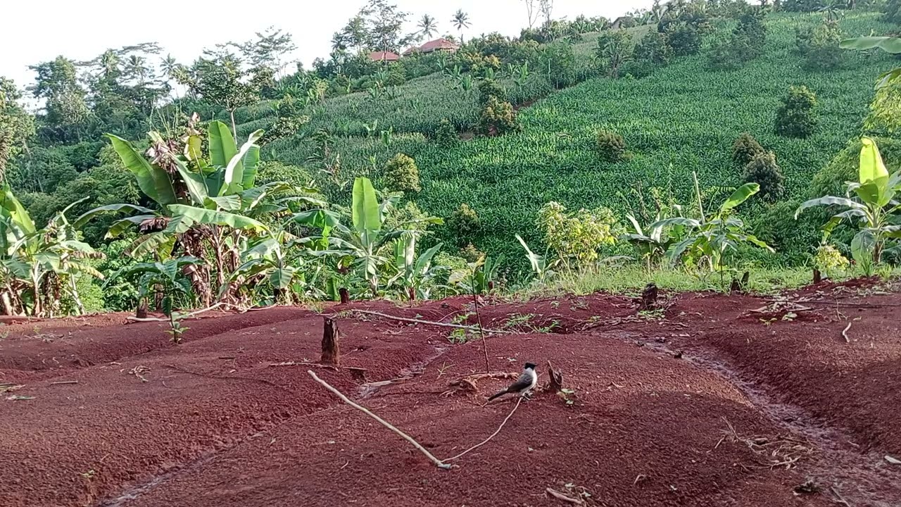 Suara Pikat Kutilang Gacor Untuk Memanggil Burung Kutilang Liar!!! 