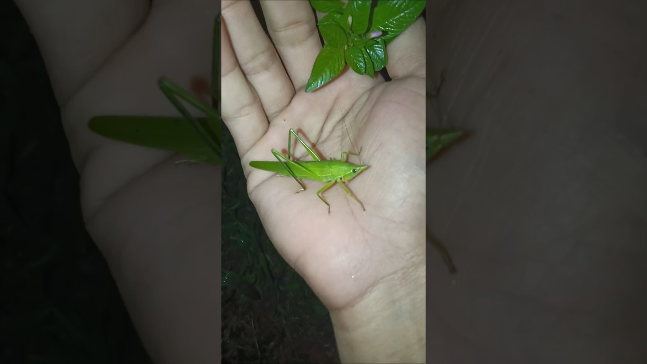 Ловлю кузнечиков среди зелёных растений ночью 