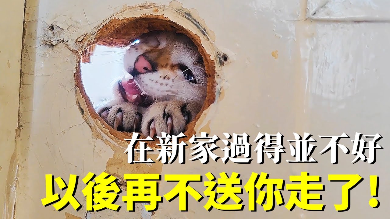接回送走的貓，見到主人沙啞大叫，那一刻真的想哭！